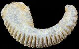 Cretaceous Fossil Oyster (Rastellum) - Madagascar #49886-1
